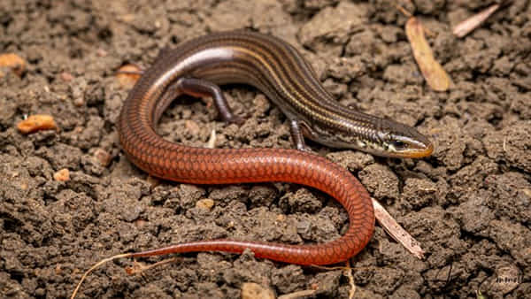 Snake like Lizard: 42 ఏళ్ల తర్వాత మళ్ళీ కనిపించిన అరుదైన జీవి.. సంతోషాన్ని వ్యక్తం చేస్తోన్న శాస్త్రజ్ఞులు..