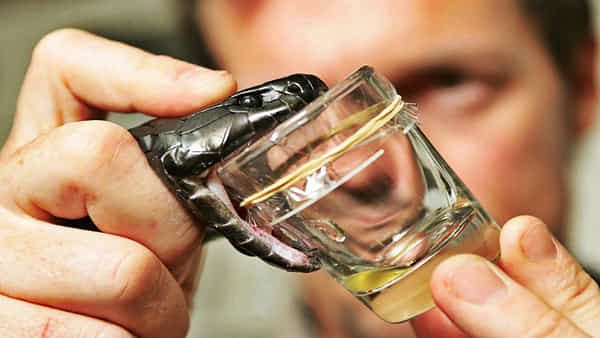 Snake Venom: పాము కాటు వేస్తే ప్రాణం పోతుంది...అయితే, విషం తాగితే ఏమవుతుందో తెలుసా?