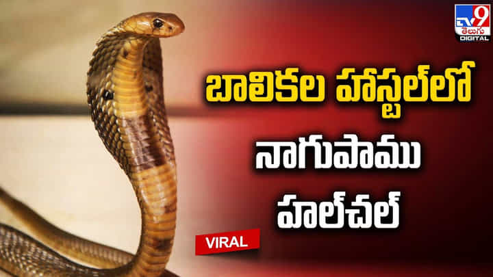 బాలికల హాస్టల్లో నాగుపాము హల్చల్ !! భయంతో పరుగులు తీసిన విద్యార్ధులు బాలికల హాస్టల్లో నాగుపాము హల్చల్ !! భయంతో పరుగులు తీసిన విద్యార్ధులు