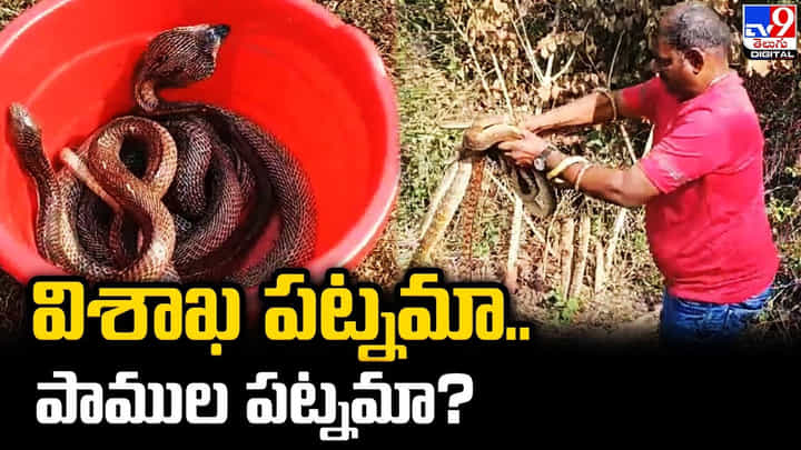 విశాఖ పట్నమా.. పాముల పట్నమా ?? వీడియో చూసి నోరెళ్లబెడుతున్న నెటిజన్లు !! విశాఖ పట్నమా.. పాముల పట్నమా ?? వీడియో చూసి నోరెళ్లబెడుతున్న నెటిజన్లు !!