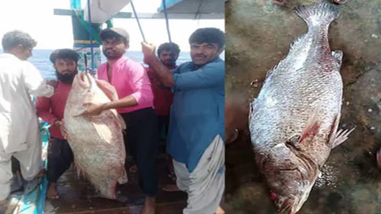 20 నుండి 40 కిలోగ్రాముల బరువుంటుంది. 1.5 మీటర్ల వరకు పెరిగే సామర్థ్యం కలిగిన సోవా చేపకు తూర్పు ఆసియా దేశాలలో భారీ డిమాండ్ ఉంటుంది. దాని ప్రత్యేక లక్షణాలు, ఔషధ విలువల కారణంగా మార్కెట్లో విలువ కూడా అదే స్థాయిలో ఉంటుంది.