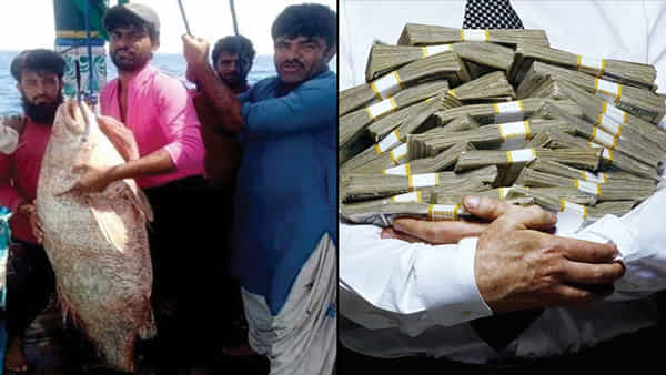 Sowa Fish: చేప రూపంలో కలిసొచ్చిన లక్.. దెబ్బకు రాత్రికి రాత్రే కోటీశ్వరుడైన మత్స్యకారుడు!