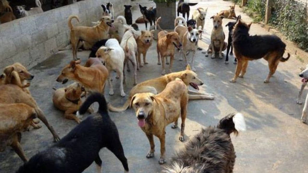 Stray Dogs Attack: ఆరేళ్ల చిన్నారిపై ఎగబడ్డ వీధికుక్కల గుంపు.. పీక్కుతిన్న వైనం