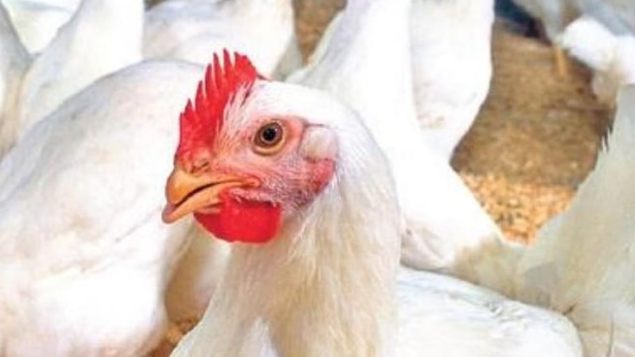 Chicken Prices : నాన్‌వెజ్ ప్రియులకు అదిరిపోయే గుడ్‌న్యూస్‌.. భారీగా తగ్గిన చికెన్‌ ధర, కేజీ ఎంతంటే..?