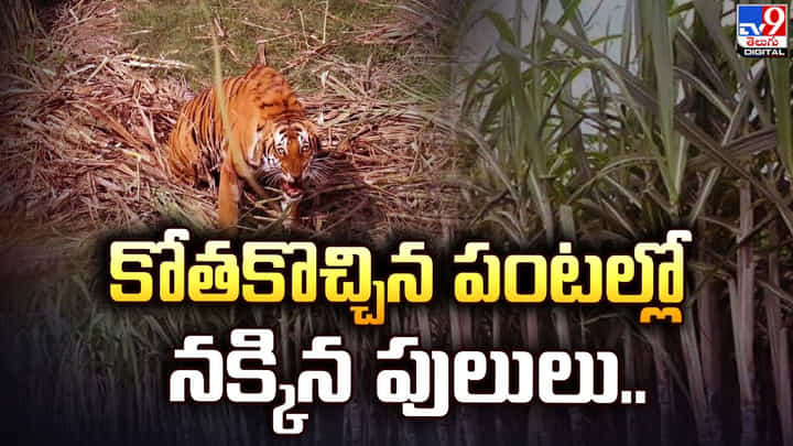 కోతకొచ్చిన పంటల్లో నక్కిన పులులు !! వణుకుతున్న కూలీలు !! కోతకొచ్చిన పంటల్లో నక్కిన పులులు !! వణుకుతున్న కూలీలు !!