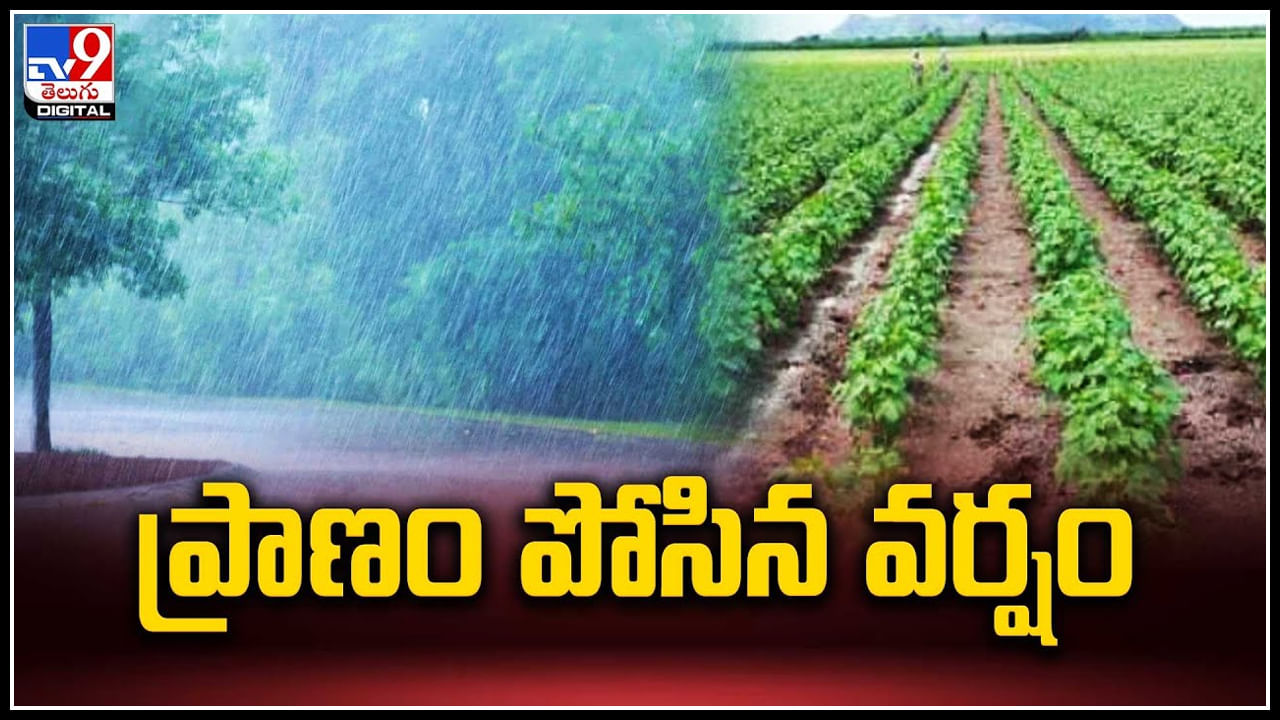 Kurnool: ప్రాణం పోసిన వర్షం..! రైతుల్లో చిగురిస్తున్న ఆశలు.. వీడియో. Kurnool: ప్రాణం పోసిన వర్షం..! రైతుల్లో చిగురిస్తున్న ఆశలు.. వీడియో.