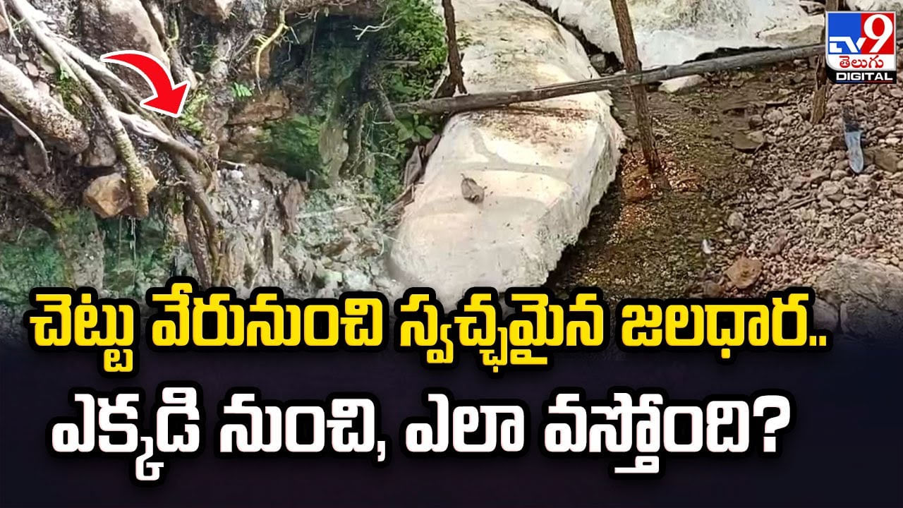 Viral: చెట్టు వేరునుంచి స్వచ్ఛమైన జలధార..ఎక్కడి నుంచి, ఎలా వస్తోంది.? వీడియో..