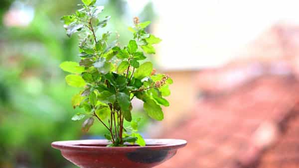 Spirituality Tips: దీపావళి పండుగ రోజు ఈ మొక్కలను ఇంటికి తీసుకొస్తే.. అదృష్టం వరిస్తుంది!