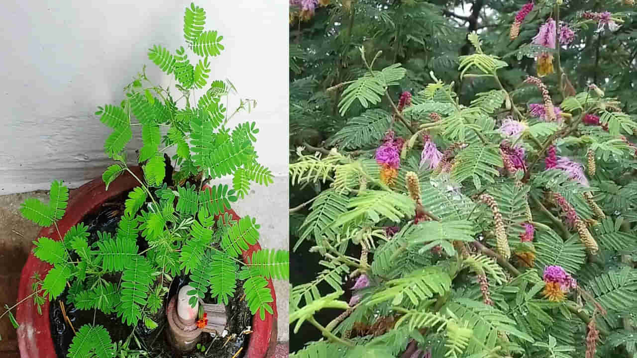 Vastu Tips: ఇంట్లో ఆనందం, ఐశ్వర్యం తెచ్చే జమ్మి మొక్క పెంచడానికి నియమాలున్నాయని తెలుసా.. !