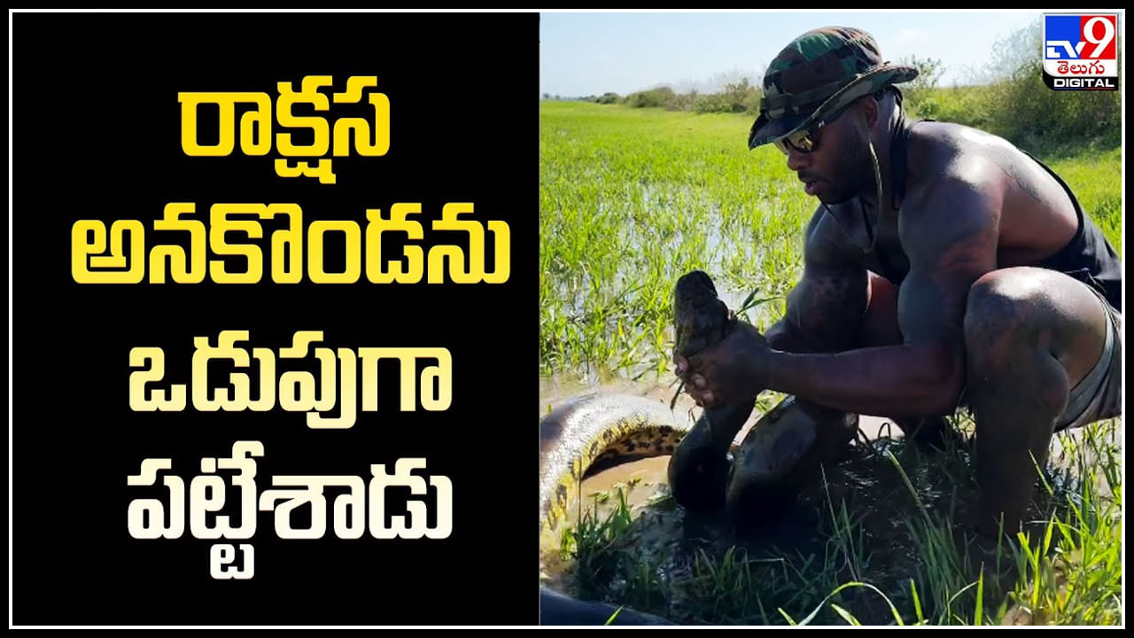 Viral Video: రాక్షస అనకొండను ఒడుపుగా పట్టేశాడు.! మయామి జూ కీపర్ సాహసం.