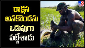 రాక్షస అనకొండను ఒడుపుగా పట్టేశాడు.! మయామి జూ కీపర్ సాహసం. రాక్షస అనకొండను ఒడుపుగా పట్టేశాడు.! మయామి జూ కీపర్ సాహసం.