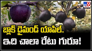 Viral Video: ఈ అమ్మాయికి ఎంత ధైర్యం గురూ..? పెద్ద నాగుపామును..