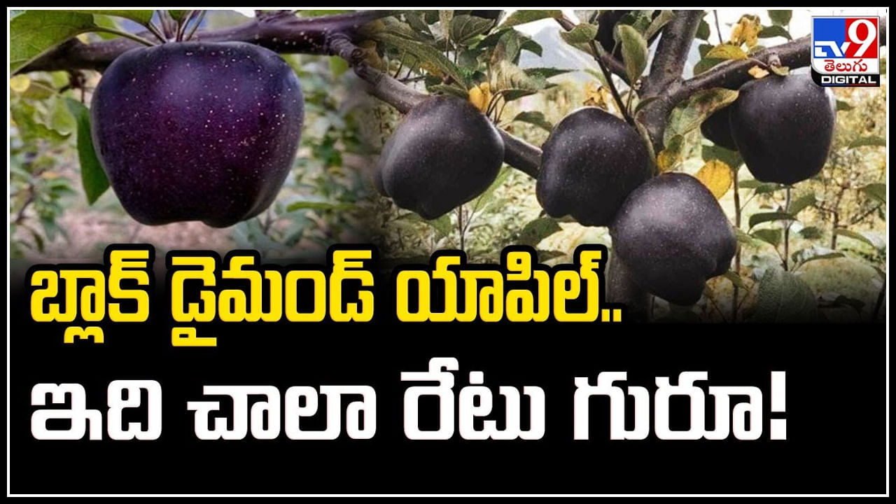 Black Apple: బ్లాక్‌ డైమండ్‌ యాపిల్‌.. అంటే ఏంటి.? అసలు ఎప్పుడైనా చూశారా.?