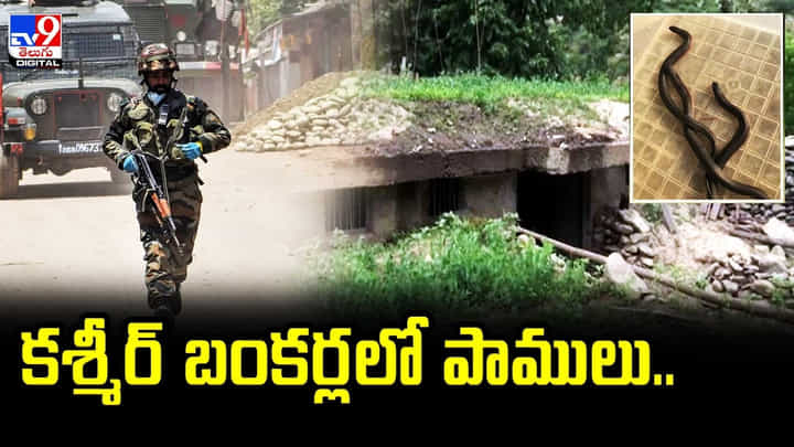 Snakes: కశ్మీర్ బంకర్లలో పాములు.. బంకర్లను ఊడ్చి శుభ్రం చేస్తున్న మహిళలు.. ఎందుకంటే.? Snakes: కశ్మీర్ బంకర్లలో పాములు.. బంకర్లను ఊడ్చి శుభ్రం చేస్తున్న మహిళలు.. ఎందుకంటే.?