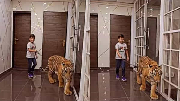 Tiger video: పులిని పెంపుడు కుక్కలా తిప్పుతున్న బుడ్డొడు.. వీడియో చూస్తే బాబోయ్ అనాల్సిందే..