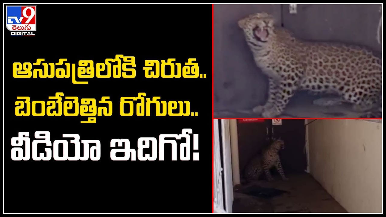 Cheetah in Hospital: ఆసుపత్రిలోకి  చిరుత.. బెంబేలెత్తిన రోగులు.. వీడియో ఇదిగో.!