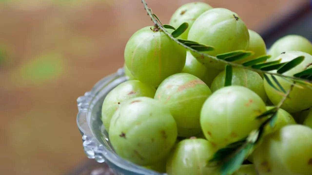 ముఖ్యంగా చలి కాలంలో ఆరోగ్యం గురించి ప్రత్యేకమైన శ్రద్ధ వహించాలి. లేకపోతే రకరకాల ఇన్ ఫెక్షన్ల బారిన పడాల్సి ఉంటుంది. చలి కాలంలో ఇన్ ఫెక్షన్ల బారిన పడకుండా శరీరాన్ని ఆరోగ్యంగా ఉంచడంలో ఉసిరి కాయ బాగా హెల్ప్ చేస్తుంది. ఇందులో మీకు కావాల్సిన అనేక రకాల పోషకాలు లభిస్తాయి. కాబట్టి శీతా కాలంలో ప్రతి రోజూ ఉసిరి కాయ తీసుకుంటే బోలెడన్ని లాభాలు ఉన్నాయి.