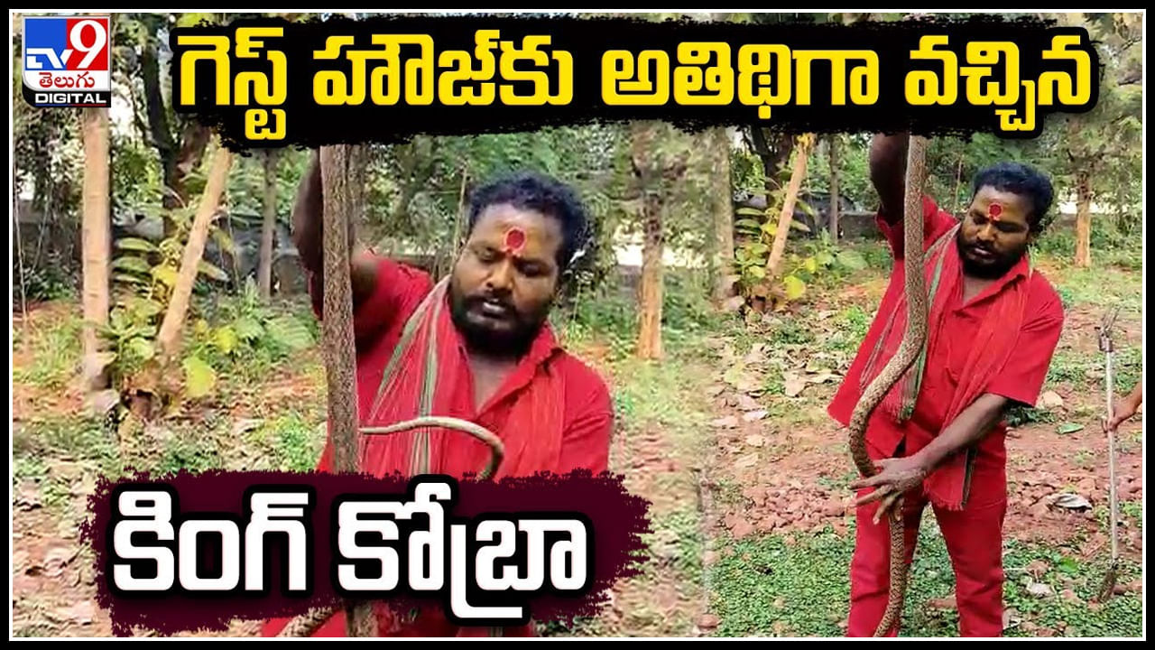 Cobra Viral Video: గెస్ట్ హౌజ్‌కు అతిథిగా వచ్చిన కింగ్ కోబ్రా.! బెడ్ రూంలో 8 అడుగుల కోబ్రా.