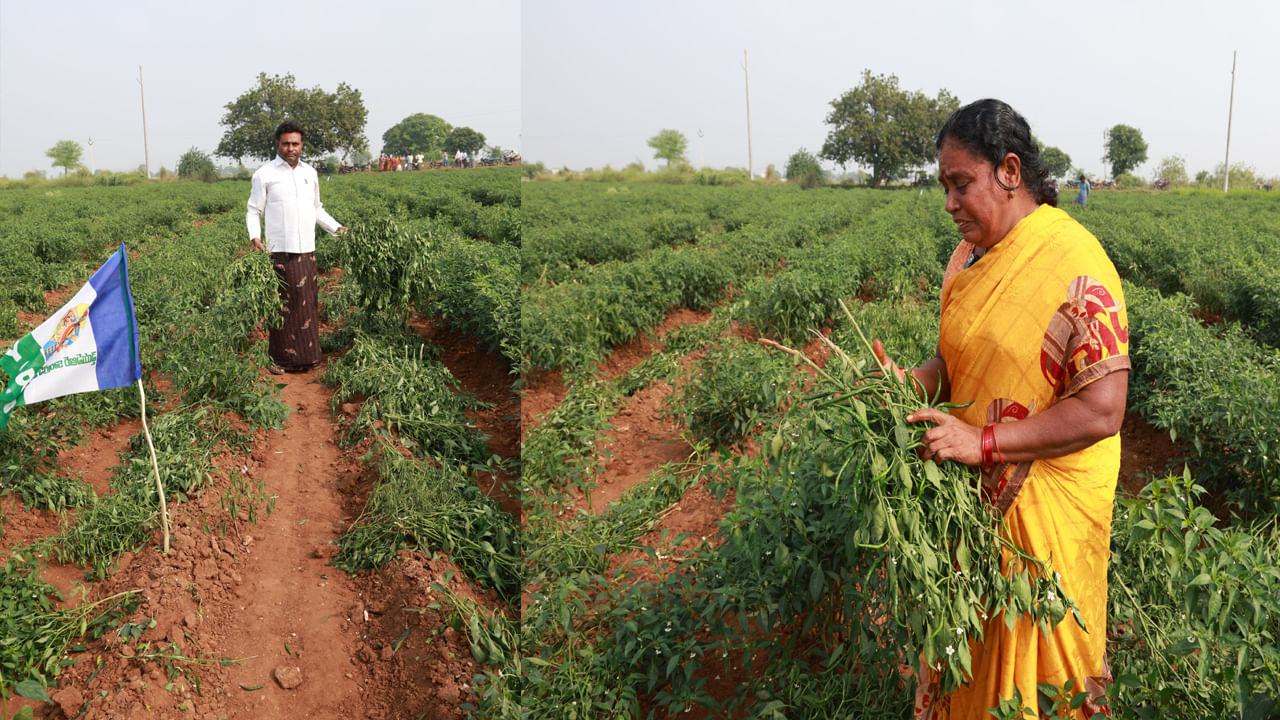 Andhra Pradesh: పచ్చని పంటలపై రాజకీయ చీడ.. నేలకొరుగుతున్న మిర్చి తోటలు..