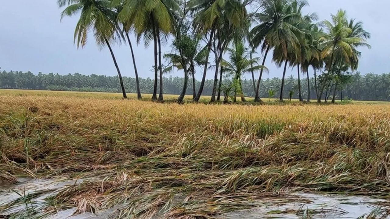 Cyclone Michaung: ఏపీలో తుఫాన్ బీభత్సం.. రైతుల కంట నీరు తెప్పిస్తున్న వర్షాలు