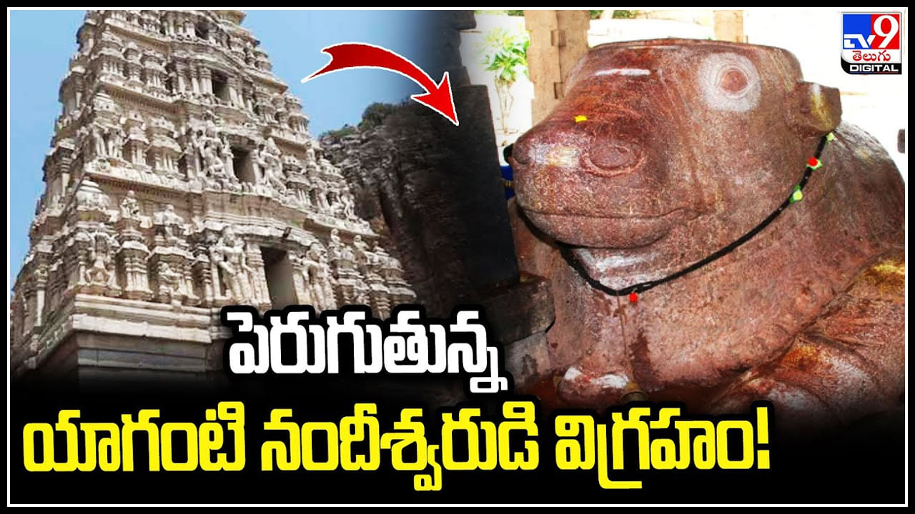 Yaganti Basavayya: బ్రహ్మం గారు చెప్పినట్లు నానాటికి పెరుగుతున్న యాగంటి బసవయ్య సైజు.