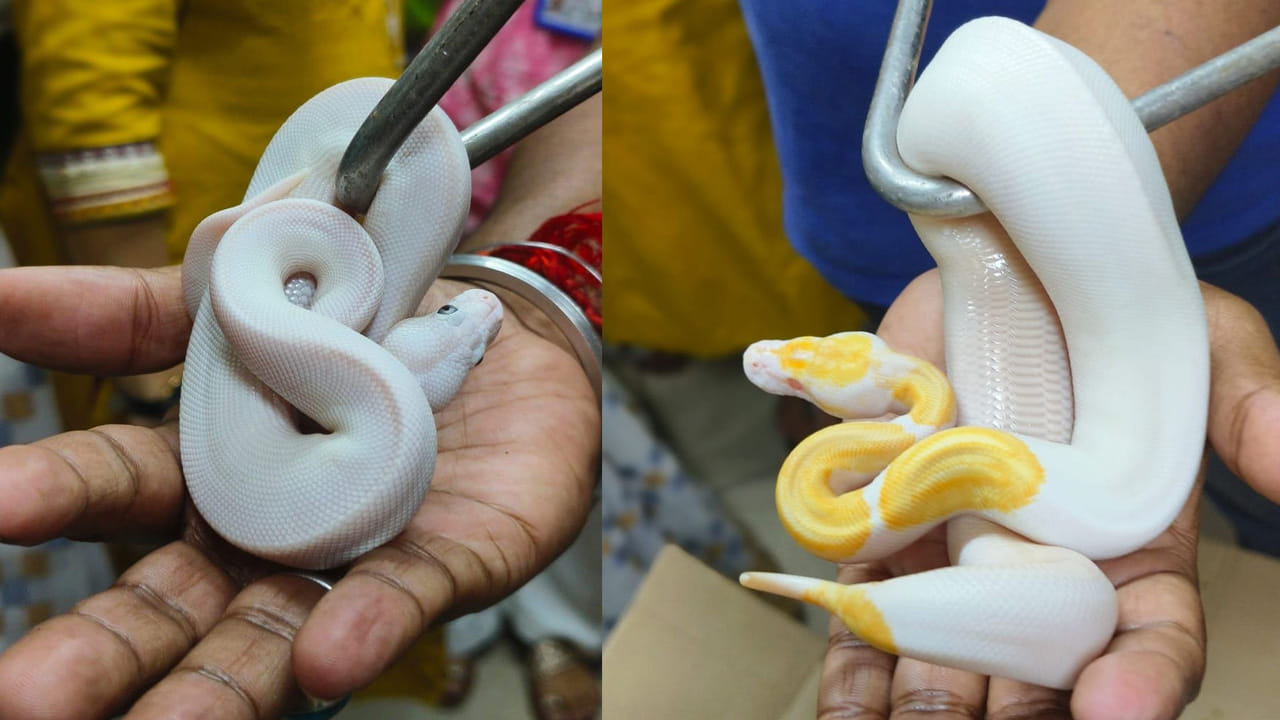 Airport Authorities: ఎయిర్‎ పోర్ట్‎లో పట్టుబడిన అందమైన అనకొండలు.. అక్రమంగా తరలించిన వ్యక్తి అరెస్ట్..