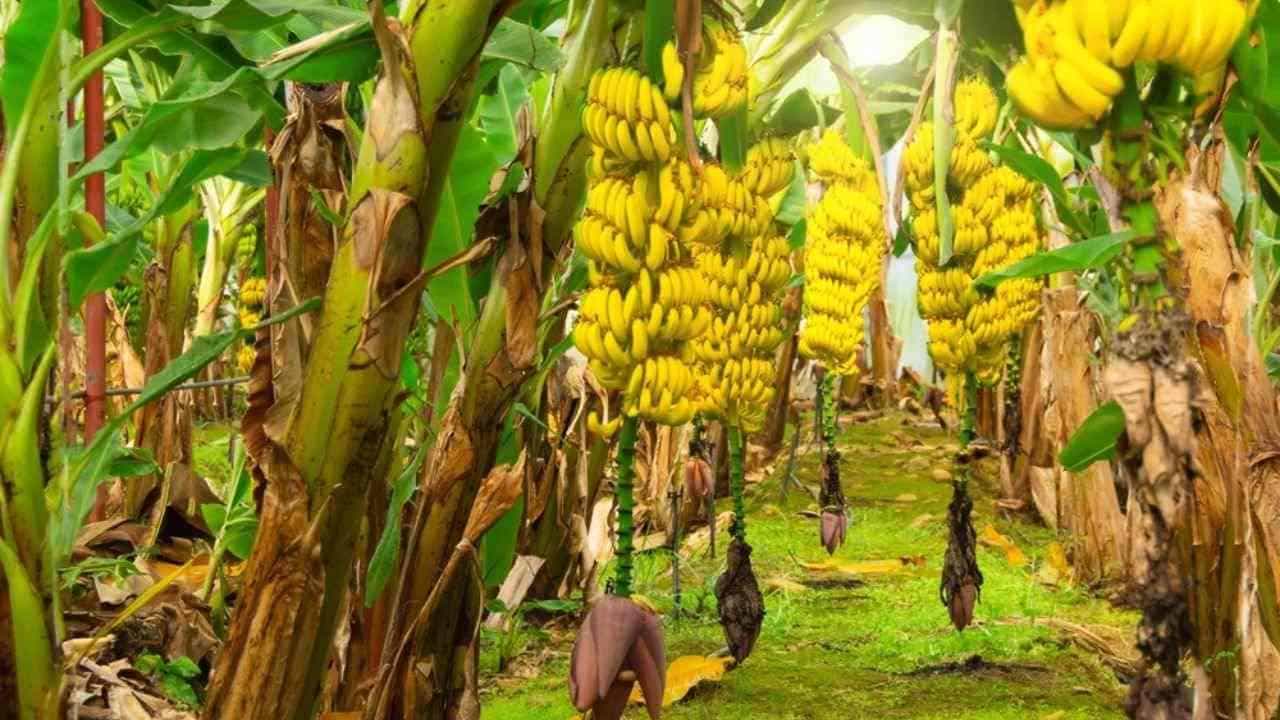 ఈ విత్తనాలు మొలకెత్తడానికి సమయం పడుతుంది. కాబట్టి వేచి చూడాలి. విత్తనాలకు మంచి ఎరువులు జోడించండి. నత్రజని అధికంగా ఉండే ఎరువులతో.. చెట్టు బలంగా ఉంటుంది.