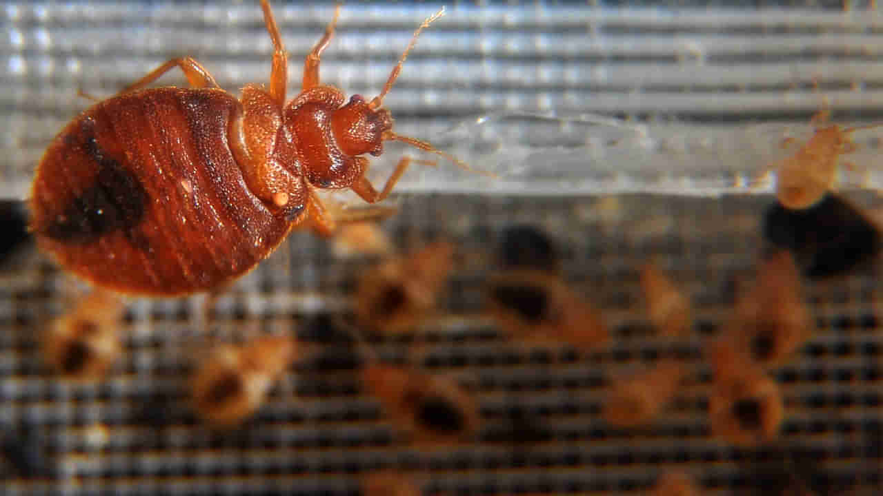 Viral News: ఆ దేశంలో ఎక్కడ చూసినా నల్లులే.. బెడ్బగ్ స్కామ్తో ఇద్దరు వ్యక్తుల అరెస్ట్.. ఒలింపిక్స్ నిర్వహణపై ఆందోళన