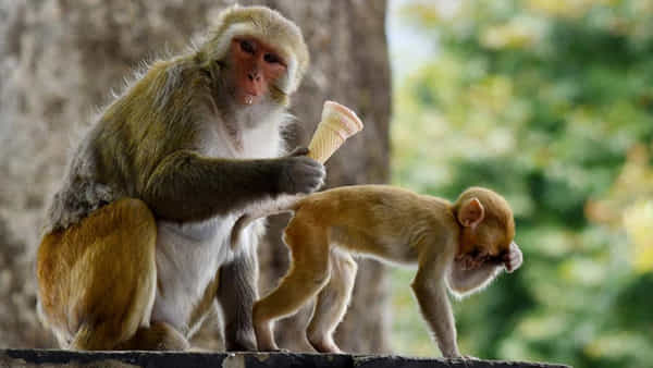 Telangana: కోతిని తప్పించబోయి అదుపుతప్పిన ఆటో బోల్తా.. ఒకరు మృతి,10మందికి గాయాలు..