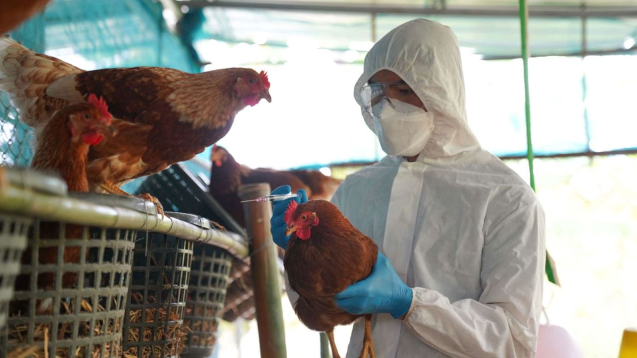 Bird flu: అరుదైన బర్డ్ ఫ్లూతో యువతి మృతి.. కరోనా పుట్టినింట ఆందోళకరంగా పెరుగుతున్న కేసులు..