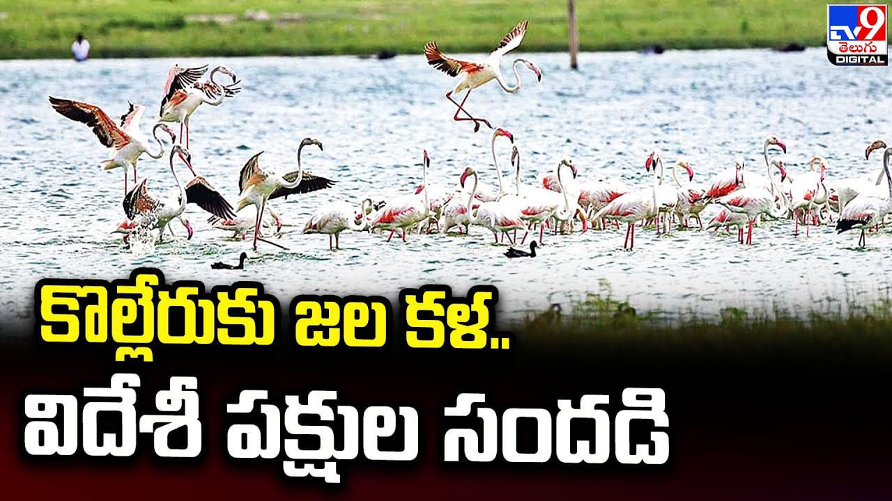 Kolleru Lake: కొల్లేరుకు జల కళ.. విదేశీ పక్షుల సందడి