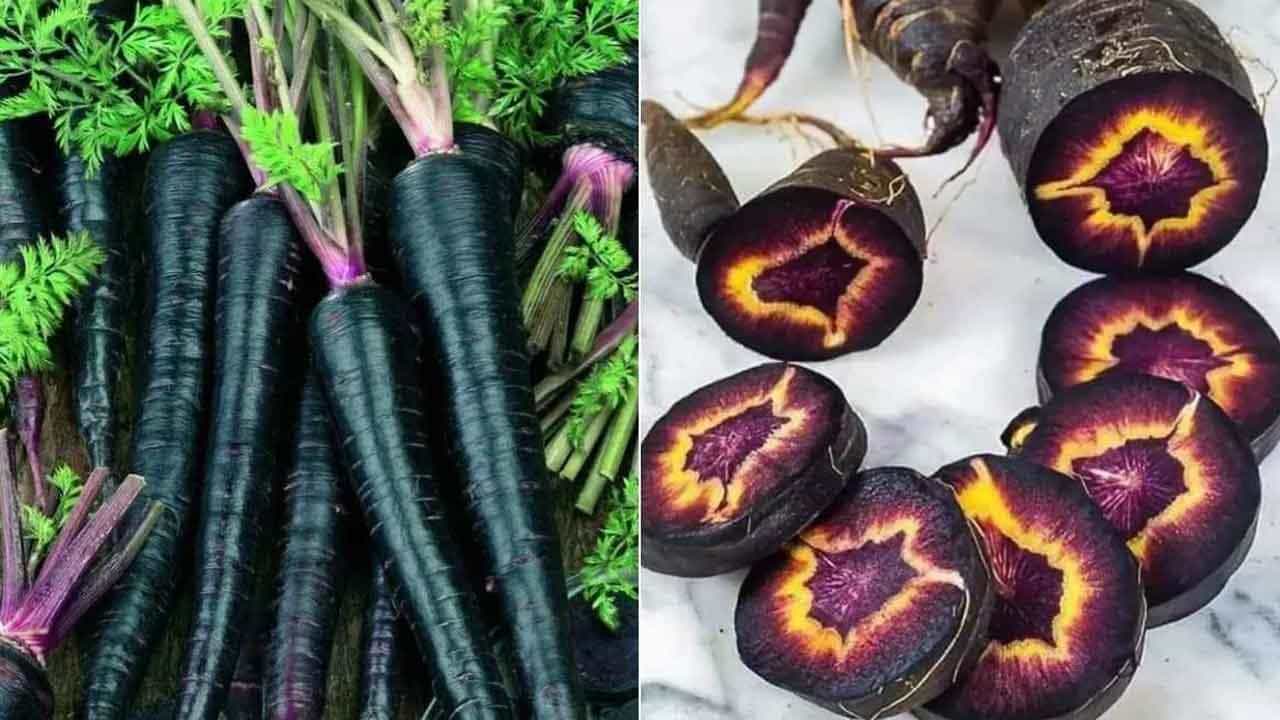 నల్ల క్యారెట్ లను తినడం వల్ల గుండెకు చాలా మేలు చేస్తుంది. ఇందులో ఉండే ఆంథోసైనిన్ గుండెను దృఢంగా ఉంచడంలో హెల్ప్ చేస్తుంది. అంతే కాకుండా బ్లాక్ క్యారెట్స్ తినడం వల్ల రక్తం శుద్ధి అవుతుంది. రక్త ప్రసరణ కూడా మెరుగు పడుతుంది. అదే విధంగా రక్త హీనత సమస్యతో బాధ పడేవారు బ్లాక్ క్యారెట్స్ తింటే మంచి ఫలితాలు ఉంటాయి.
