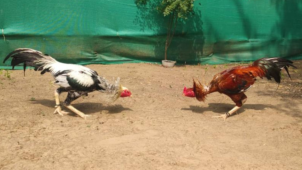 Khammam: పోలీస్ రైడ్స్ లో పందెం రాయుళ్లు అరెస్ట్.. వారితో పాటు కోడి పుంజు కూడా..!