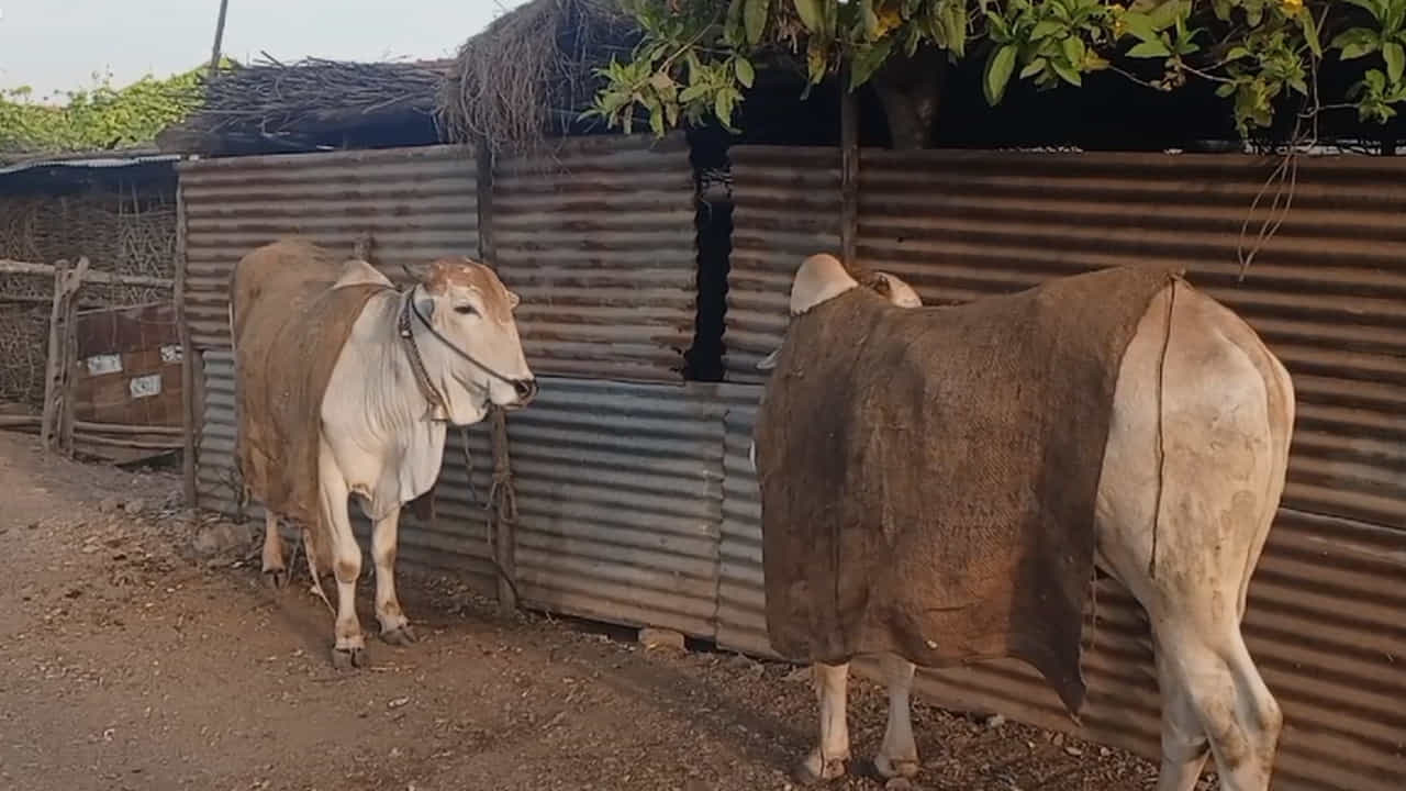 ఆదిలాబాద్ జిల్లా కేంద్రంతో పాటు పట్టణం, పల్లె అన్న తేడా లేకుండా చలి పులి వణికిస్తుండంతో చంటి పిల్లలు, వృద్దులు తీవ్ర ఇబ్బందులు పడుతున్నారు. ఆదిలాబాద్ జిల్లా మావలో 8.1, తాంసిలో 8.3, జైనథ్ లో 7.5, ఆదిలాబాద్ రూరల్ లో 8.9, పిప్పలదరిలో 8.1, పొచ్చెరలో 9.1, తలమడుగు 8.4, లోకారి K 9.1, ఇచ్చోడ 9.7, ఆదిలాబాద్ (Urban) 8.8, బరంపూర్ 9.1, భోరజ్ 9.7, బజార్‌హథ్నూర్‌ 8.0, బేలా 7.8, సొమాల 9.2, అర్లీ ( టి ) లో 8 డిగ్రీల అత్యల్ప ఉష్ణోగ్రతలు నమోదయ్యాయి. 
