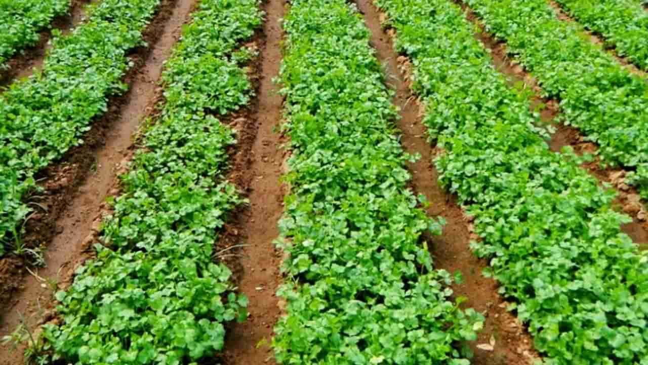 Business Plan: తక్కువ పెట్టుబడితో అదిరిపోయే లాభాలు.. ఆ పంట సాగుతోనే సాధ్యం