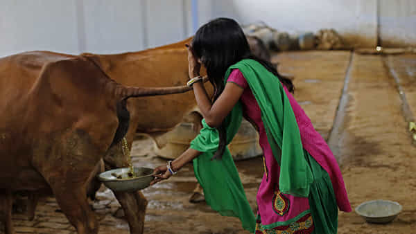 Cow Urine: గోమూత్రం నిజంగానే రోగాలను నయం చేస్తుందా? సైన్స్ ఏం చెబుతుందంటే..