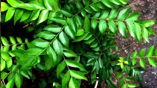 Orange for Skin: శీతా కాలంలో ఈ ఫ్రూట్ తీసుకున్నారంటే.. చర్మం మెరిసిపోతుంది అంతే!