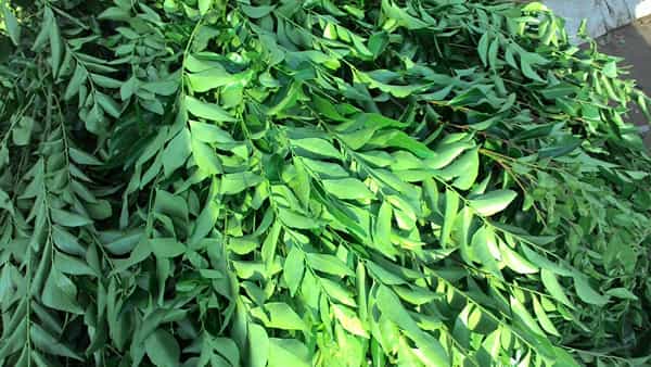 Curry Leaves Benefits: కరివేపాకుతో ఆ సమస్యలన్నింటికీ బైబై చెప్పొచ్చు!