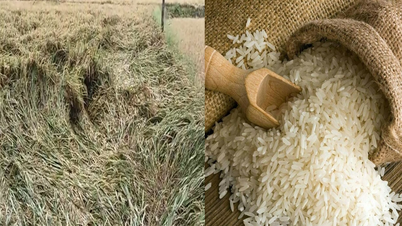 Rice Price: బియ్యం ధరలకు రెక్కలు.. జనవరి నెలాఖరుకు ధర మరింత భారీగా పెరిగే ఛాన్స్..