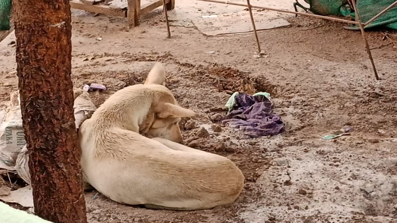 Viral: అమ్మ ప్రేమకు హ్యాట్సాఫ్.! తుఫాన్ నుంచి తన పిల్లలను ఈ కుక్క ఎలా కాపాడిందో చూస్తే..