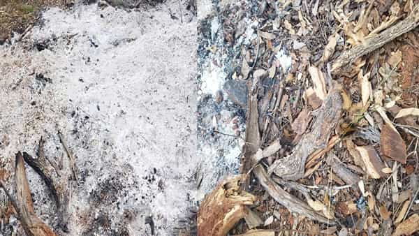 Andhra Pradesh: వన్య ప్రాణిని చంపి, దహనం చేసిన రైతులు! చనిపోయిన ఆ వన్య ప్రాణి ఏమిటో.. చంపిందెవరో?