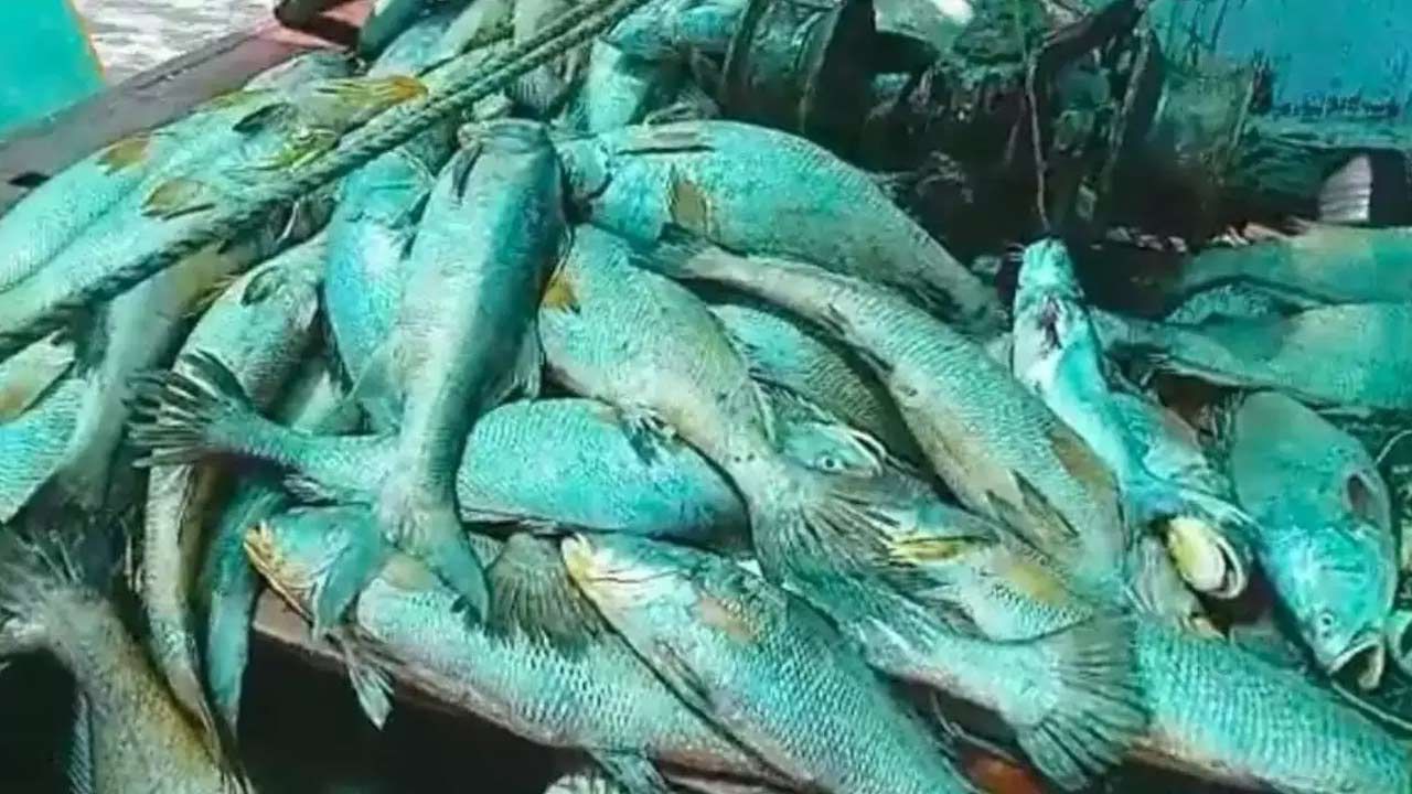 Ghol Fish: ఈ ఒక్క చేప ధర ఏకంగా ఐదు లక్షలు.! ఇది ఓ రాష్ట్రానికి స్టేట్