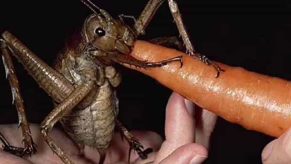 Giant Weta: ప్రపంచంలోనే అత్యంత బరువైన వింత కీటకం.. సోషల్ మీడియాలో వైరల్..