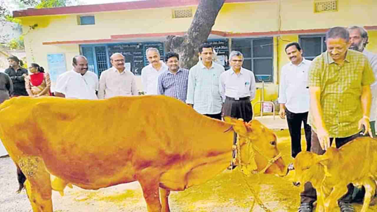 Gir Breed Calf: పిండమార్పిడి విధానం ద్వారా గిర్‌జాతి కోడె దూడ జననం.. వచ్చే ఏడాది 100 దూడలు లక్ష్యంగా ప్రయోగాలు