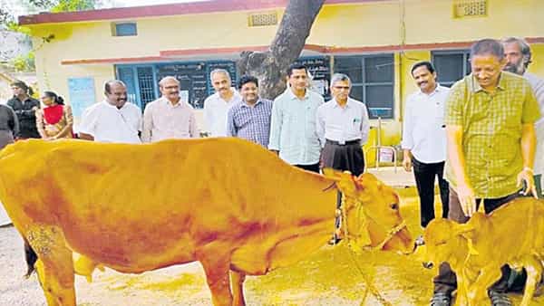 Gir Breed Calf: పిండమార్పిడి విధానం ద్వారా గిర్జాతి కోడె దూడ జననం.. వచ్చే ఏడాది 100 దూడలు లక్ష్యంగా ప్రయోగాలు