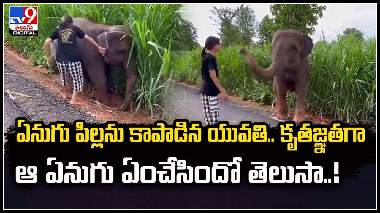 Viral Video: ఏనుగు పిల్లను కాపాడిన యువతి.. కృతజ్ఞతగా ఆ ఏనుగు ఏంచేసిందో తెలుసా..!