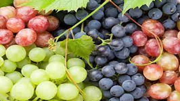 Black vs Green Grapes: నలుపు లేదా ఆకుపచ్చ ద్రాక్షలో ఏది బెటర్..? ఆరోగ్యానికి ఏది మంచిదంటే..