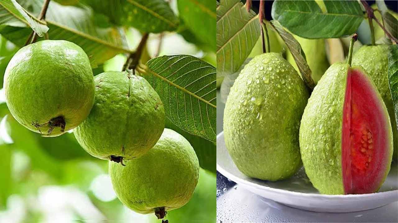Guava 