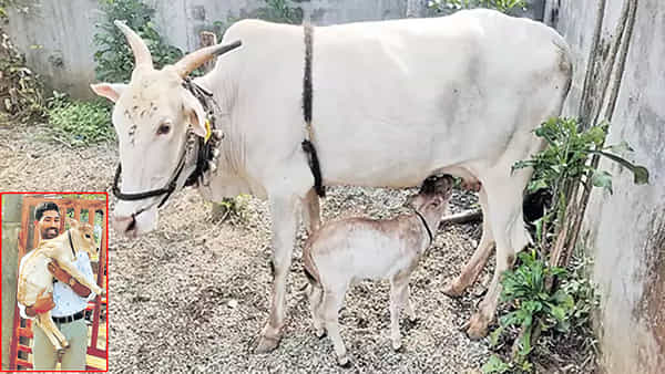 Punganur Cow Breed: సరోగసీ ద్వారా పుంగనూరు కోడెదూడ జననం.. ఈ జాతి ఆవు పాలకు మార్కెట్లో యమ గిరాకీ
