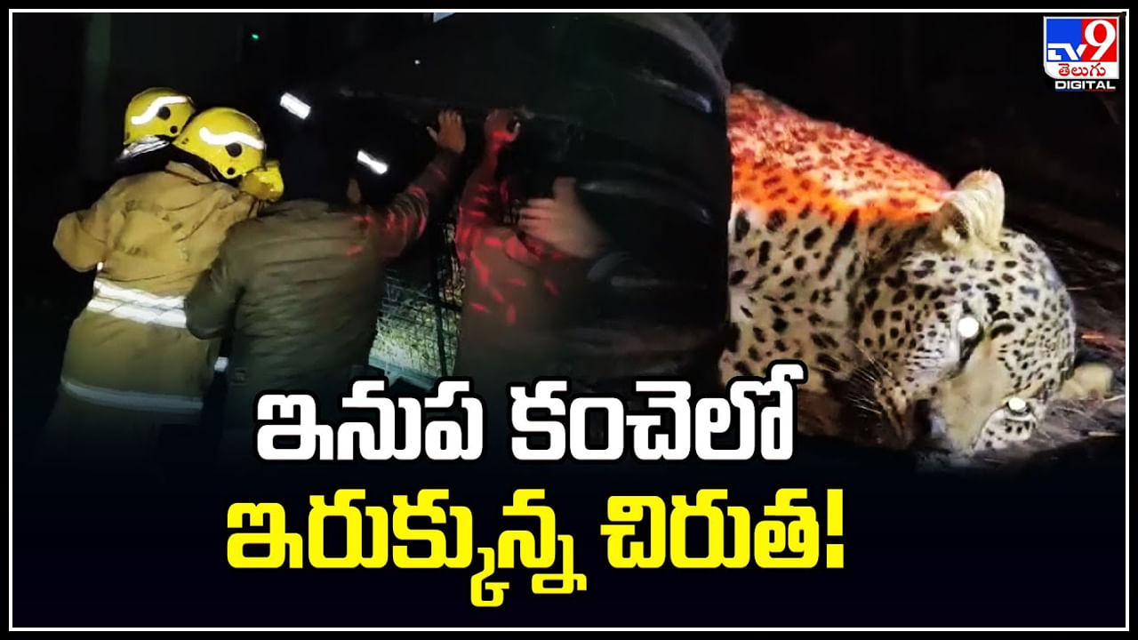 Leopard: ఇనుప కంచెలో ఇరుక్కున్న చిరుత.! భయంతో అరుపులు.. వీడియో.